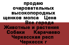 продаю очаровательных высокопородных щенков мопса › Цена ­ 20 000 - Все города Животные и растения » Собаки   . Карачаево-Черкесская респ.,Черкесск г.